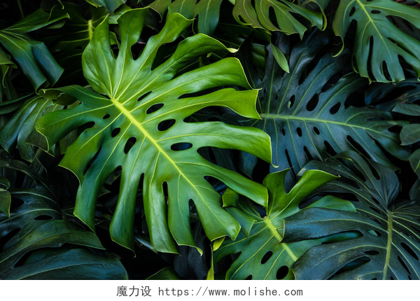 俯拍棕榈叶的特写热带绿叶背景